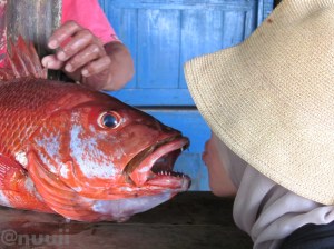 Kakap Merah2